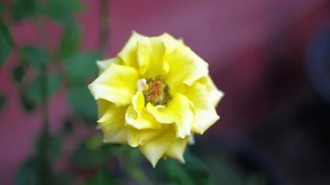 Yellow rose flower close up Stock Footage 158410586