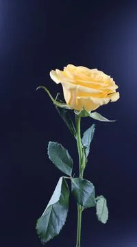 Yellow Rose Flower on dark background. Stock Photos