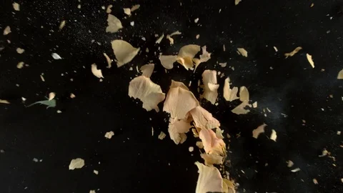 Yellow rose flower exploding in super slow motion, shot with Phantom Flex 4K Video stock 84299234