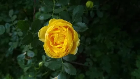 Yellow Rose Flower Stock Footage 310201042