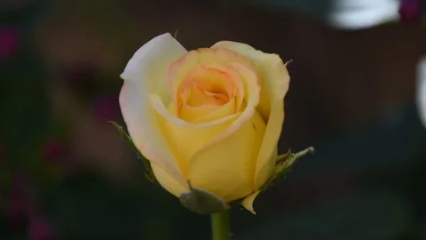 Yellow rose focus Stock Footage 81476133