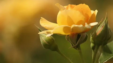 Yellow rose Stock Footage 35660749