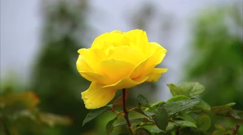 Yellow Rose Stock-Footage 45864078
