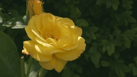 Yellow Rose Video stock 90653221