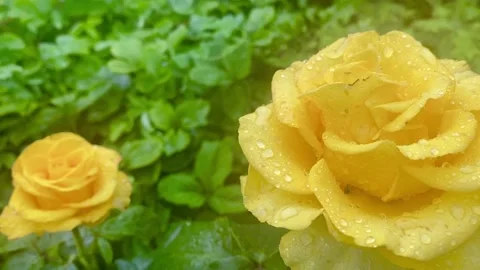 Yellow rose Stock Footage 137250432