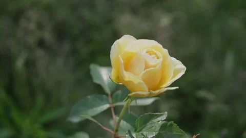 Yellow Rose Stock Footage 169369926