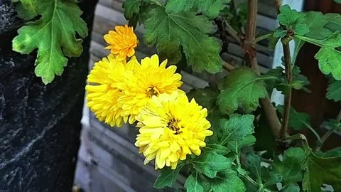 Yellow rose Stock Footage 286111048