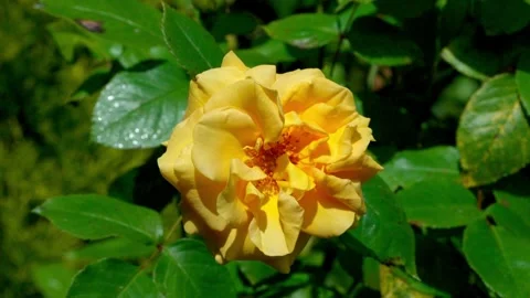 Yellow rose Stock Footage 313282363