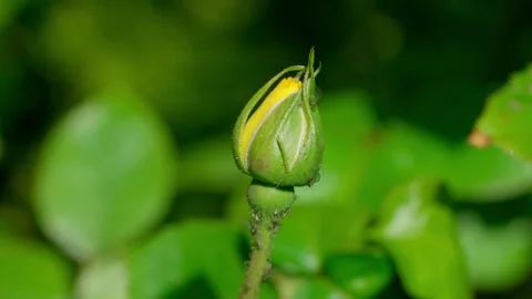 Yellow rose Stock Footage 313621937