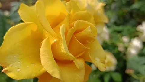 Yellow rose Stock Footage 316214568