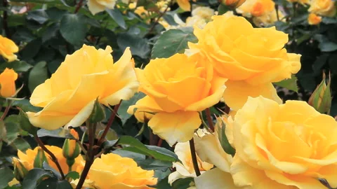 Yellow Rose Stock Footage 327479837