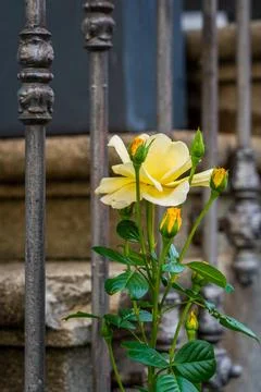 Yellow rose in front of old railing. Stock Photos