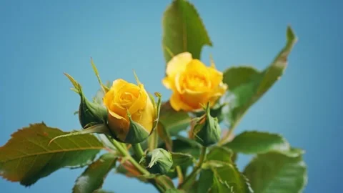 Yellow Rose in Full Bloom timelapse 库存影片 315214645