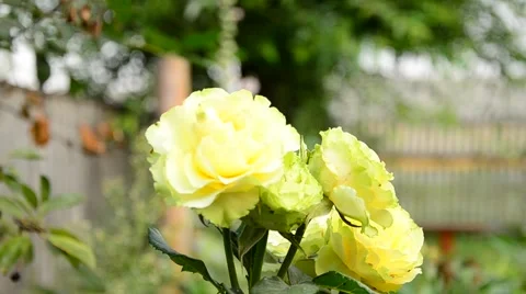 Yellow rose in the garden. Stock Footage 42034430