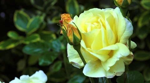 Yellow Rose in Garden Stock Footage 64755689