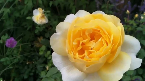 Yellow rose in the garden Stock Footage 80599237