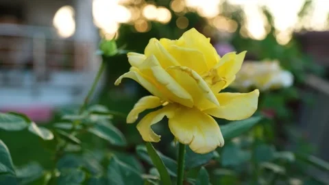 Yellow Rose In Garden Stock Footage 288211394