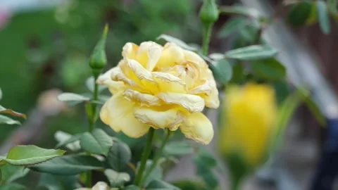 Yellow Rose In Garden Stock Footage 288211592