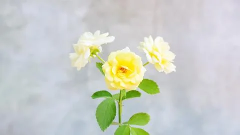 Yellow rose on a gray background. Stock Photos