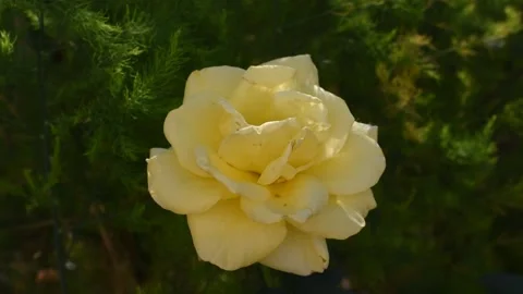 Yellow rose on a green background. summer weather. Stock Footage 169875351