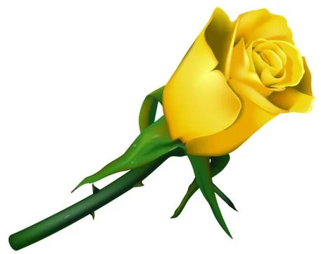 Yellow Rose Stock Illustration