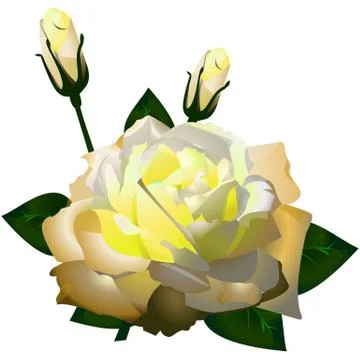 Yellow rose. 스톡 일러스트