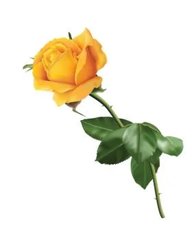 Yellow rose Stock Illustration