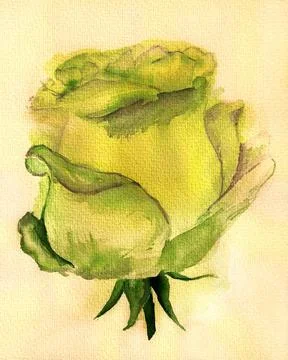 Yellow rose Stock Illustration