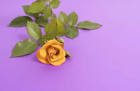 Yellow rose An image of a nice yellow rose on purple background Copyright:... Stock Photos