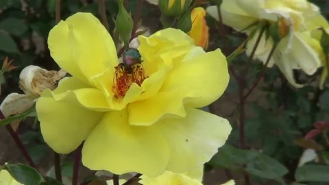Yellow rose with insect Vídeo Stock 334861420