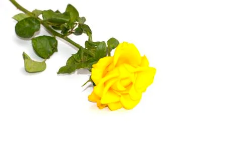 Yellow rose on the isolated background Stock Photos