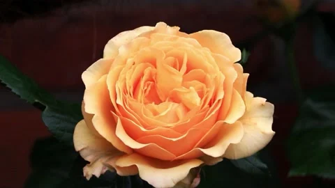 Yellow Rose macro in the garden  Stock Footage 218737739