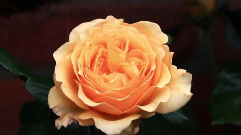 Yellow Rose macro in the garden  Stock Footage 218813930
