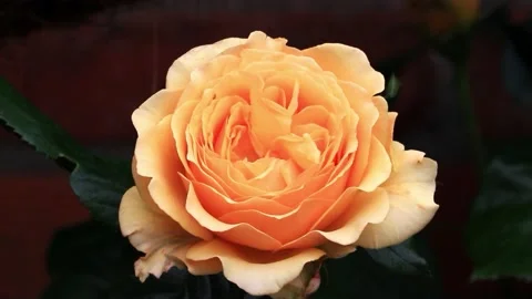 Yellow Rose macro in the garden  Stock Footage 221347203