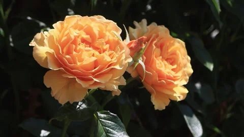 Yellow Rose macro in the garden  Video stock 244292882