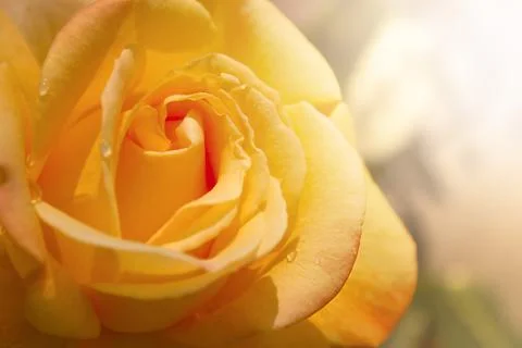 Yellow rose, macro. Stock Photos