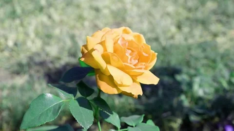 The yellow rose moves in the wind. Stock Footage 169037756