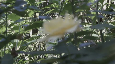 Yellow rose moving slowly in the wind, close up Stock Footage 52213670