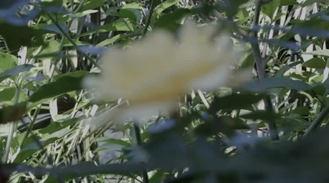 Yellow rose moving in the wind, close up Stock Footage 52213683