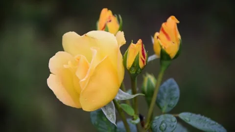 Yellow rose with one half-bloomed and several buds not yet blooming Stock Footage 250797944