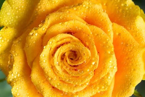 Yellow rose opened bud with water drops macro view Stock Photos