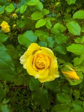 A yellow rose opens in a garden surrounded by green leaves in spring. The flo Stock Photos