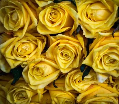 Yellow Rose Pattern Stock Photos