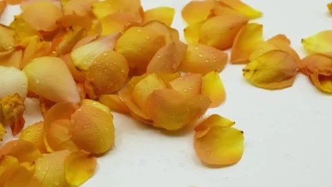 Yellow Rose Petals with Dew Drops in Wind Slow Motion Vídeos de archivo 334560947