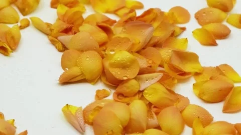 Yellow Rose Petals with Dew Drops in Wind Slow Motion Видео 334562959