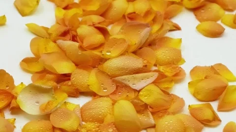 Yellow Rose Petals with Dew Drops in Wind Slow Motion Видео 334562962