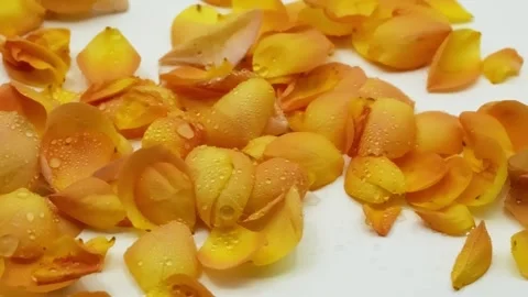 Yellow Rose Petals with Dew Drops in Wind Slow Motion Видео 334562963