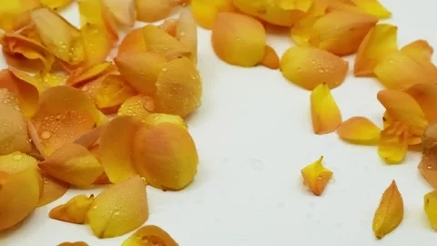 Yellow Rose Petals with Dew Drops in Wind Slow Motion Видео 334562978