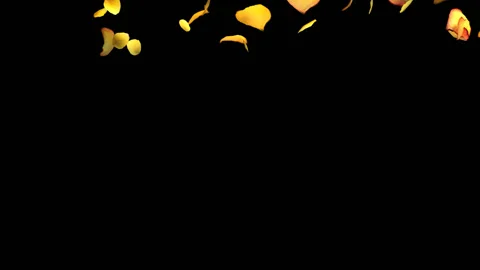 Yellow Rose Petals Stock Footage 89247759