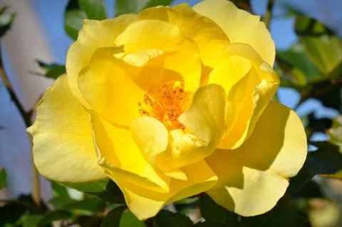 Yellow rose Foto stock